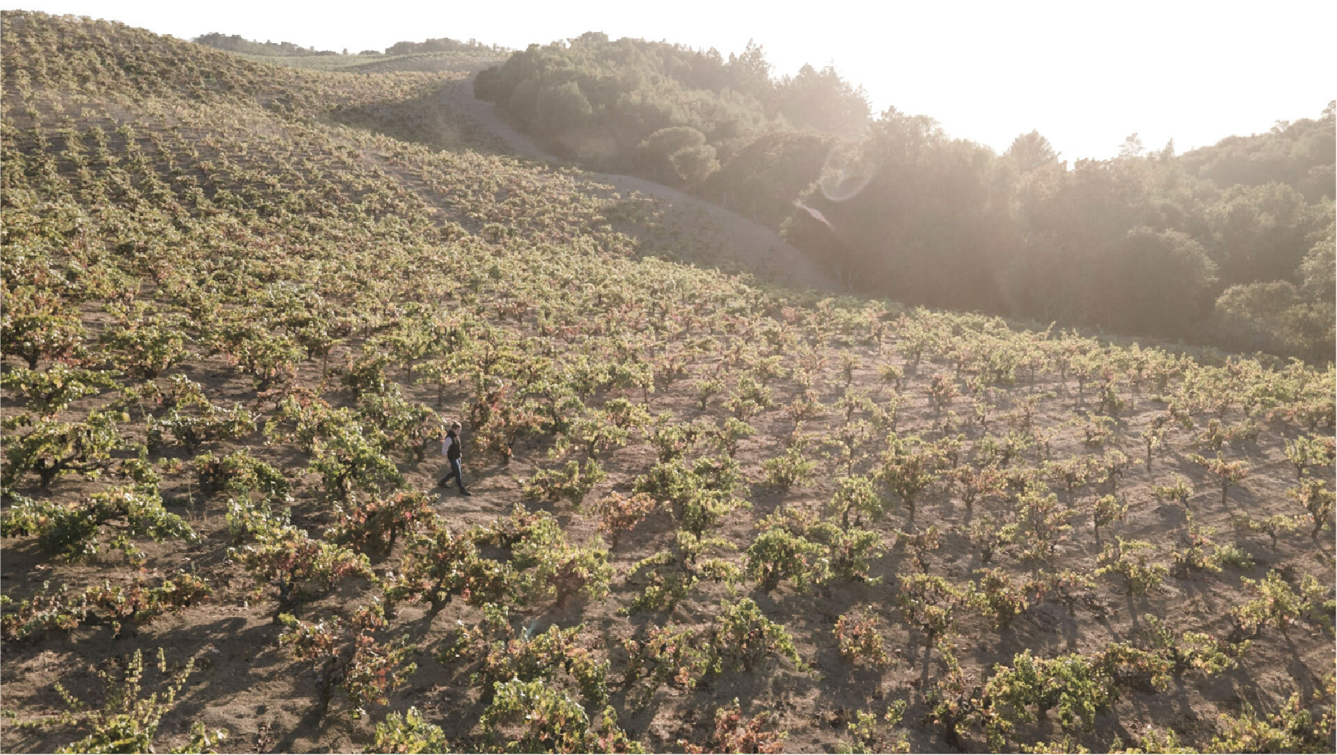 photograph of rolling vineyard