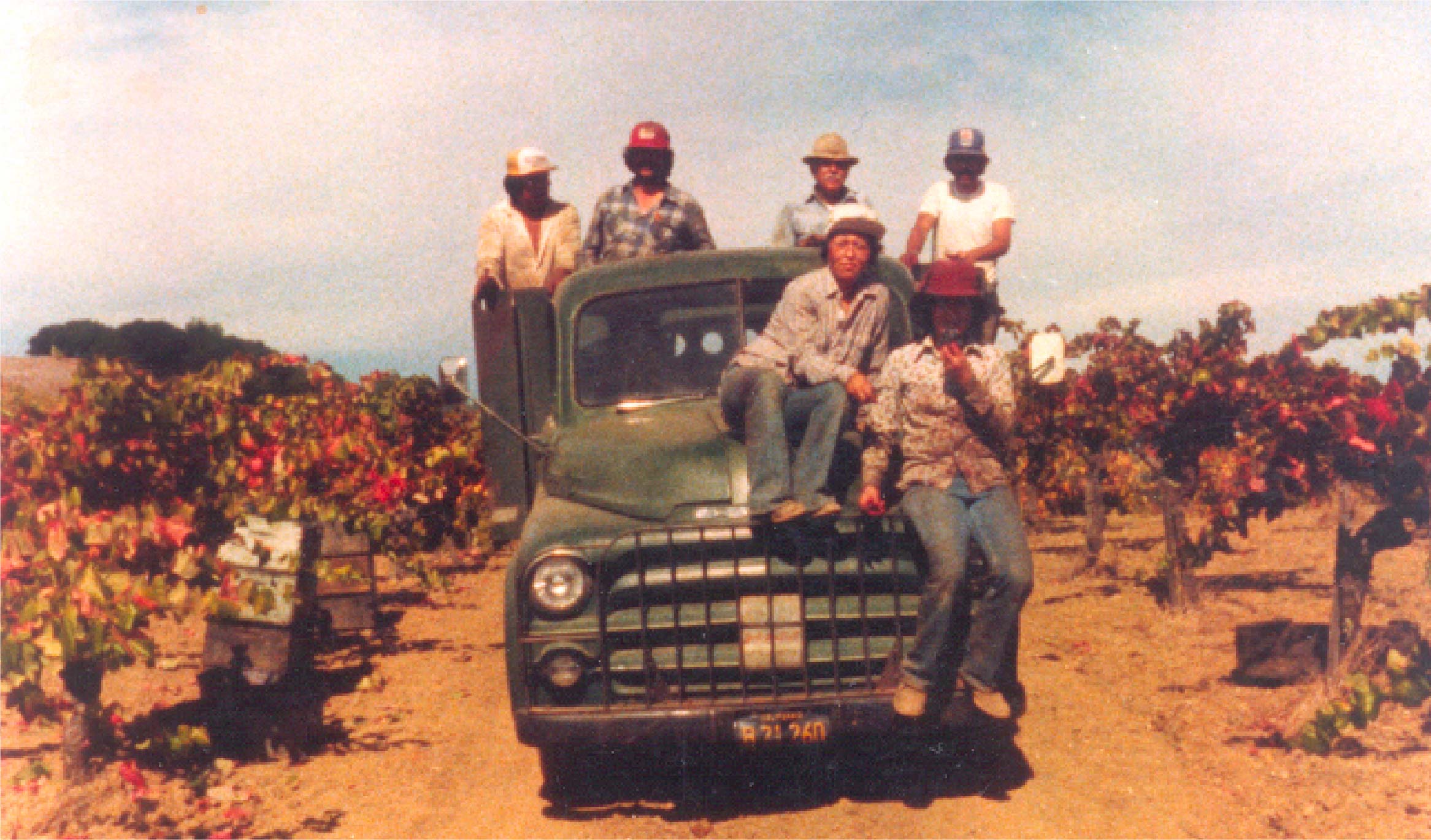 Vineyard workers during harvest.