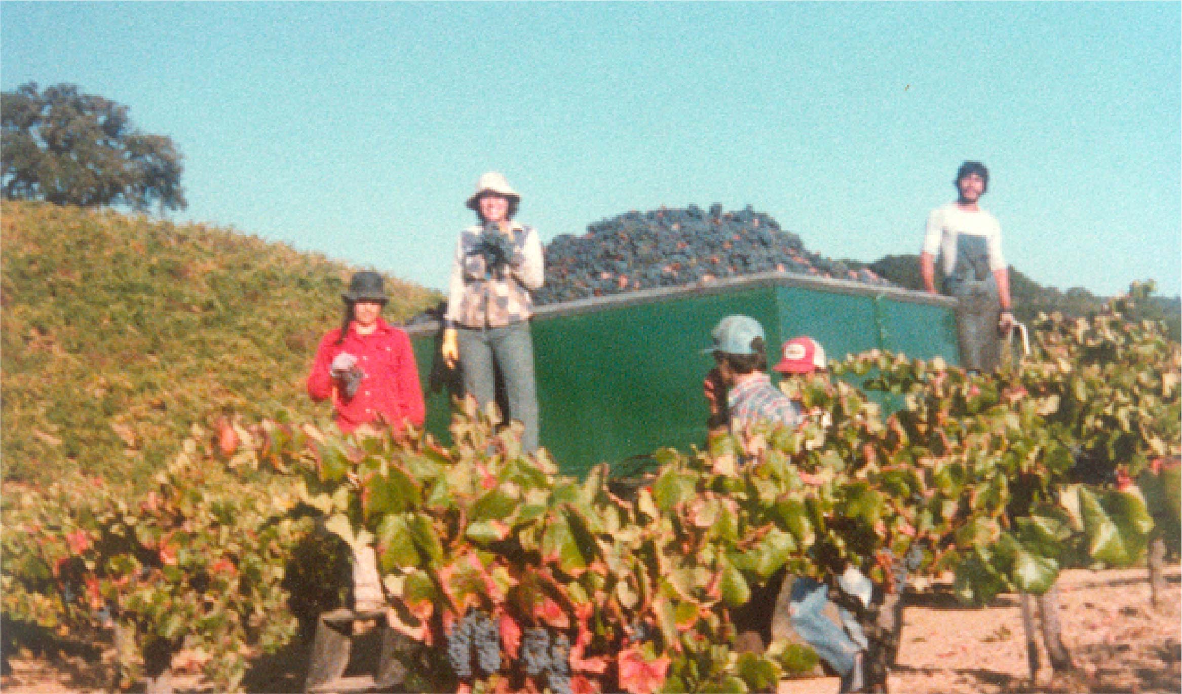 Vineyard workers harvesting Old Vine Zinfandel.