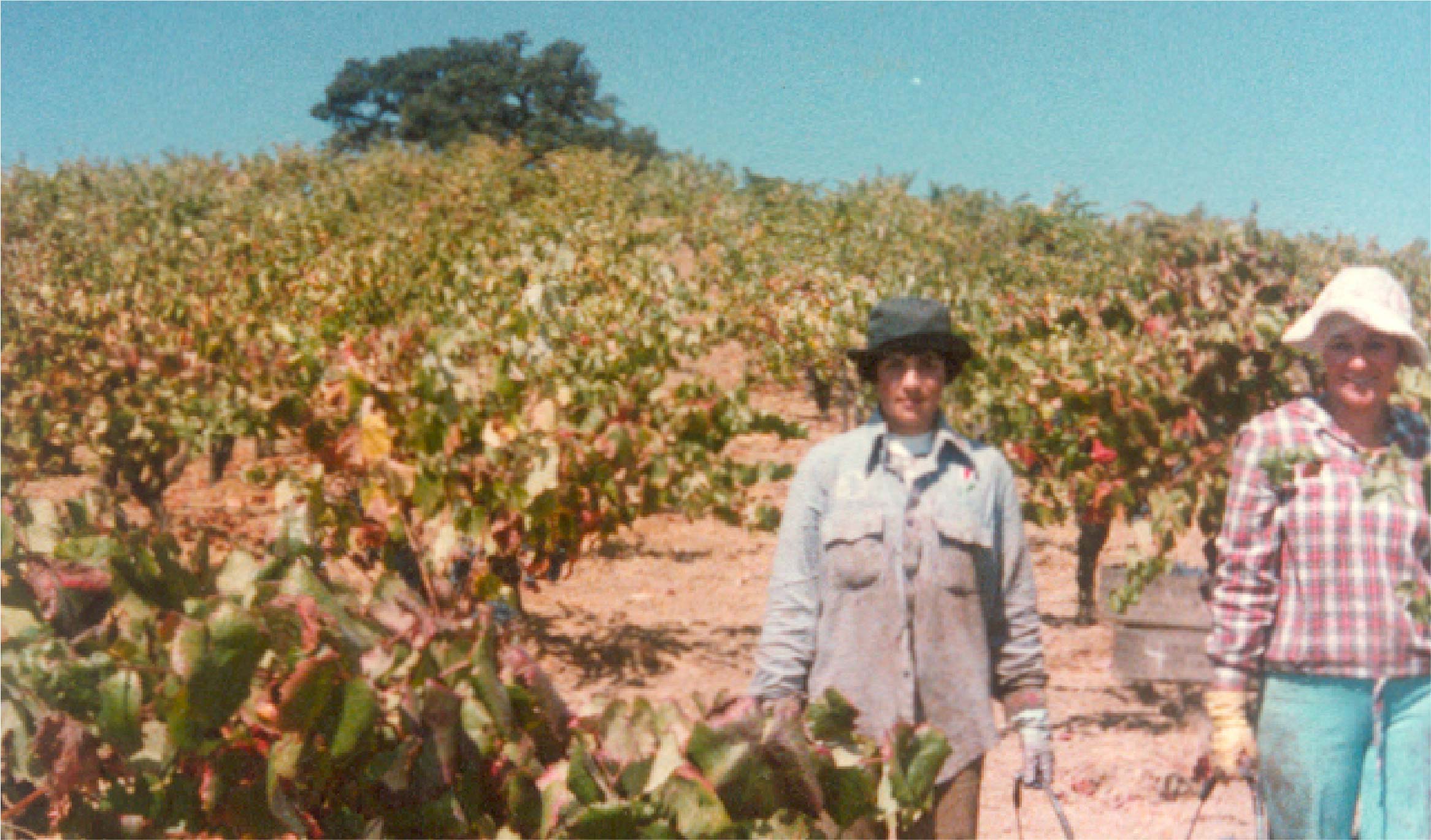 Two vineyard workers amongst the vines.