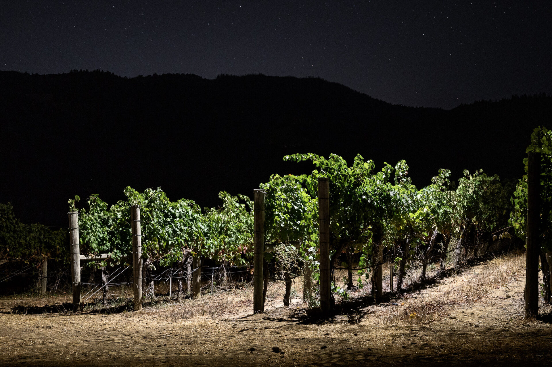 Brandlin estate vineyard at night